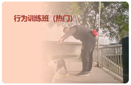 行为训练班（热门）