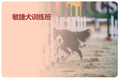 敏捷犬训练班