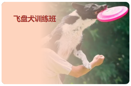 飞盘犬训练班
