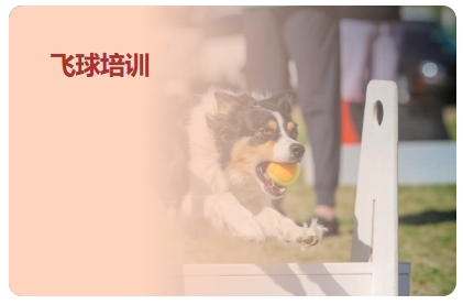 飞球培训